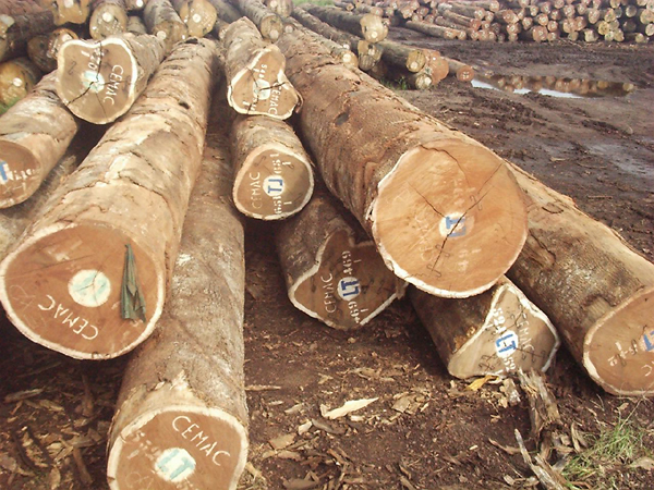 Filete Chapa de madera 1 – Acercamadera